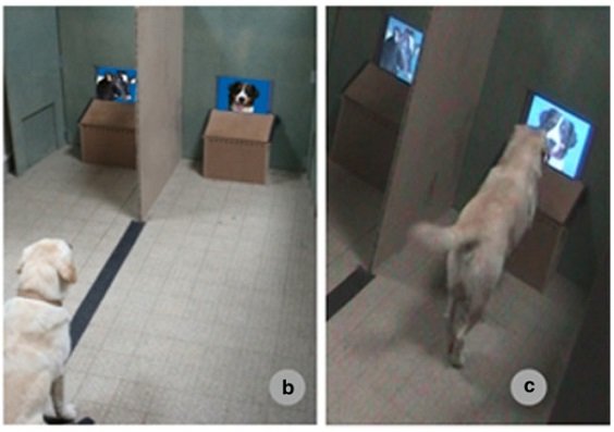 dog experiment