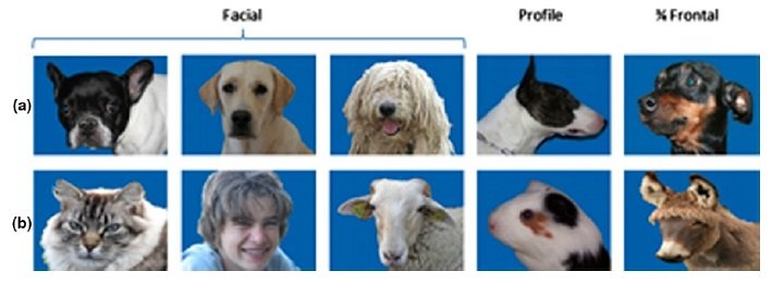 dog experiment