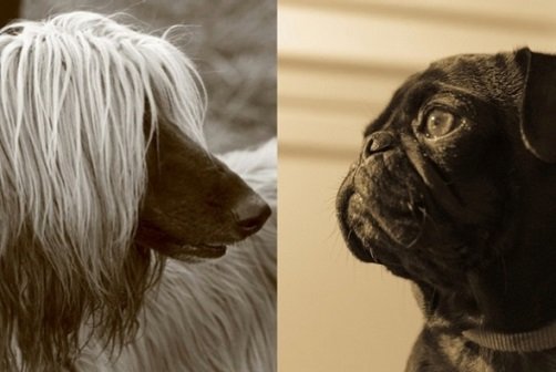 dogs