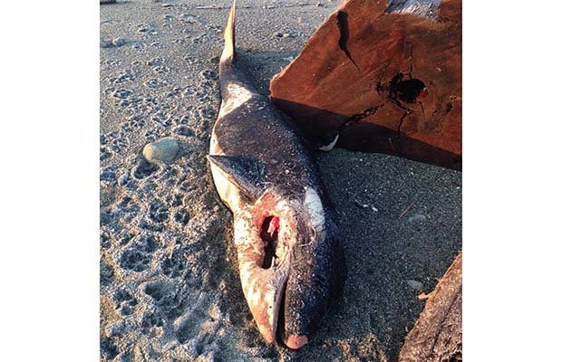 Click to enlarge A dead orca calf is pictured on Dec. 24, 2015.