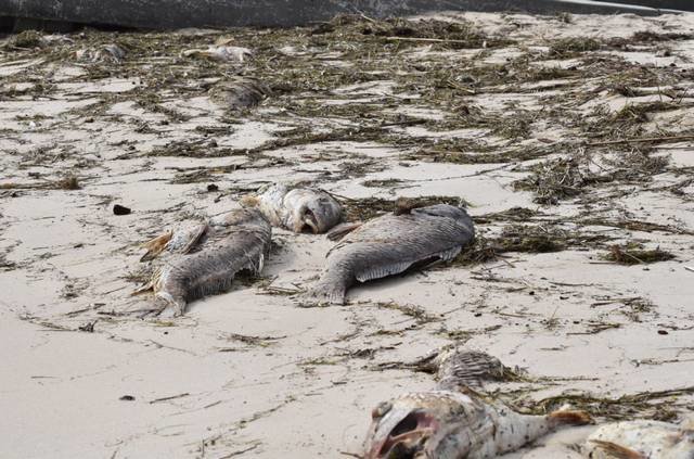 Click to enlarge dead fish