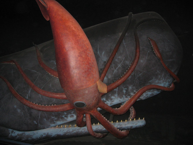 giant squid
