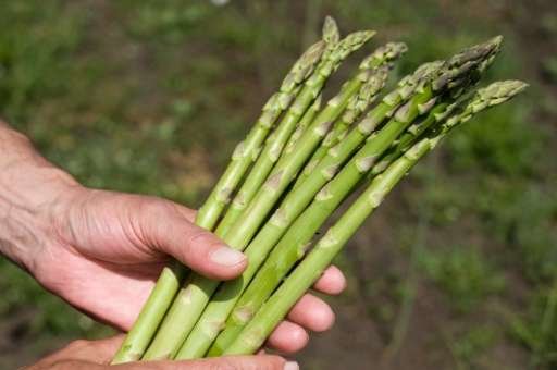 Click to enlarge too early asparagus