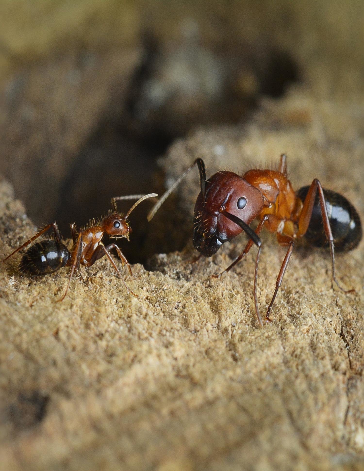 carpenter ants