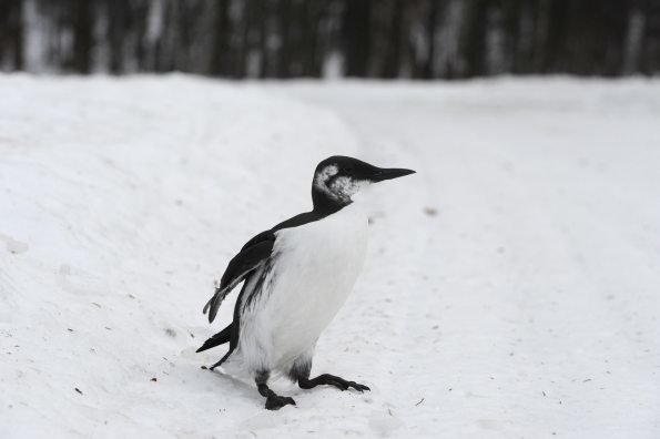 A Common Murre rests on the side of Crystal Lake Road in Willow on Wednesday, Dec. 30, 2015