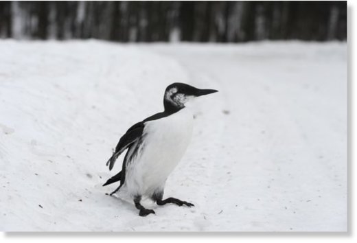 Click to enlarge A Common Murre rests on the side of Crystal Lake Road in Willow on Wednesday, Dec. 30, 2015