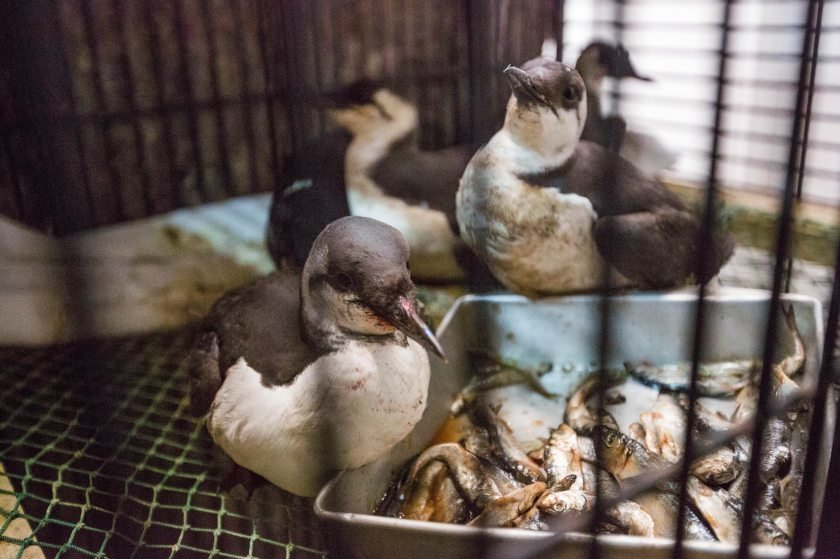 Common murres recover