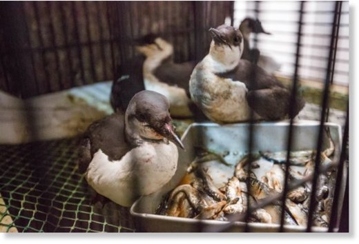 Common murres recover