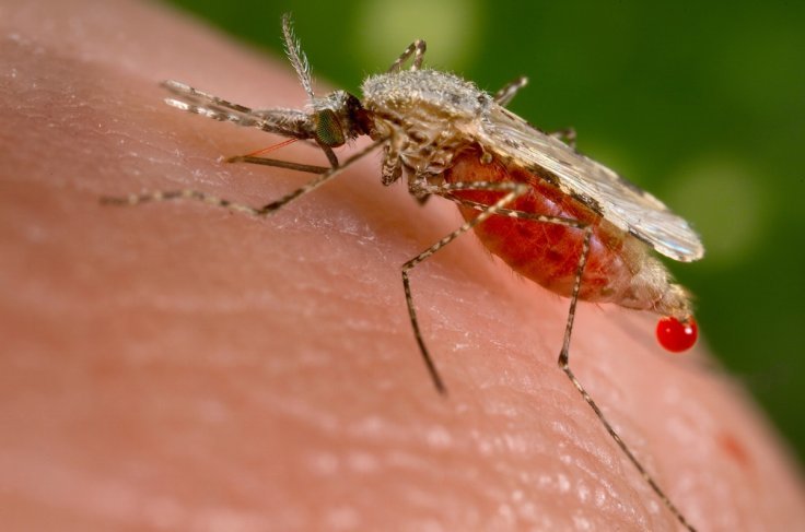 mosquito, zika