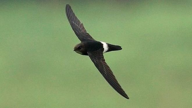 Little swift