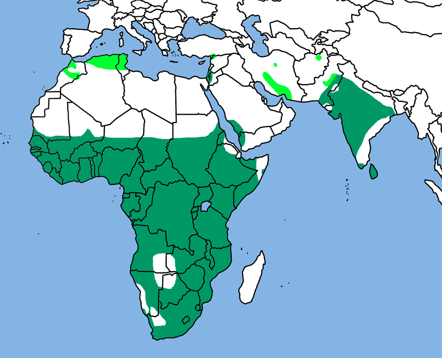 map little swift