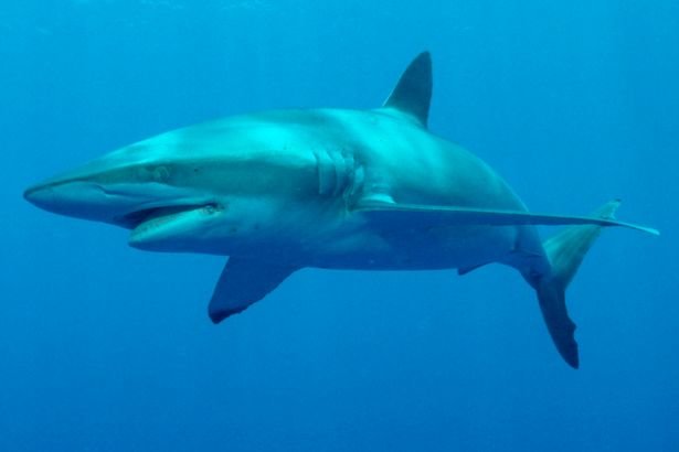 shark