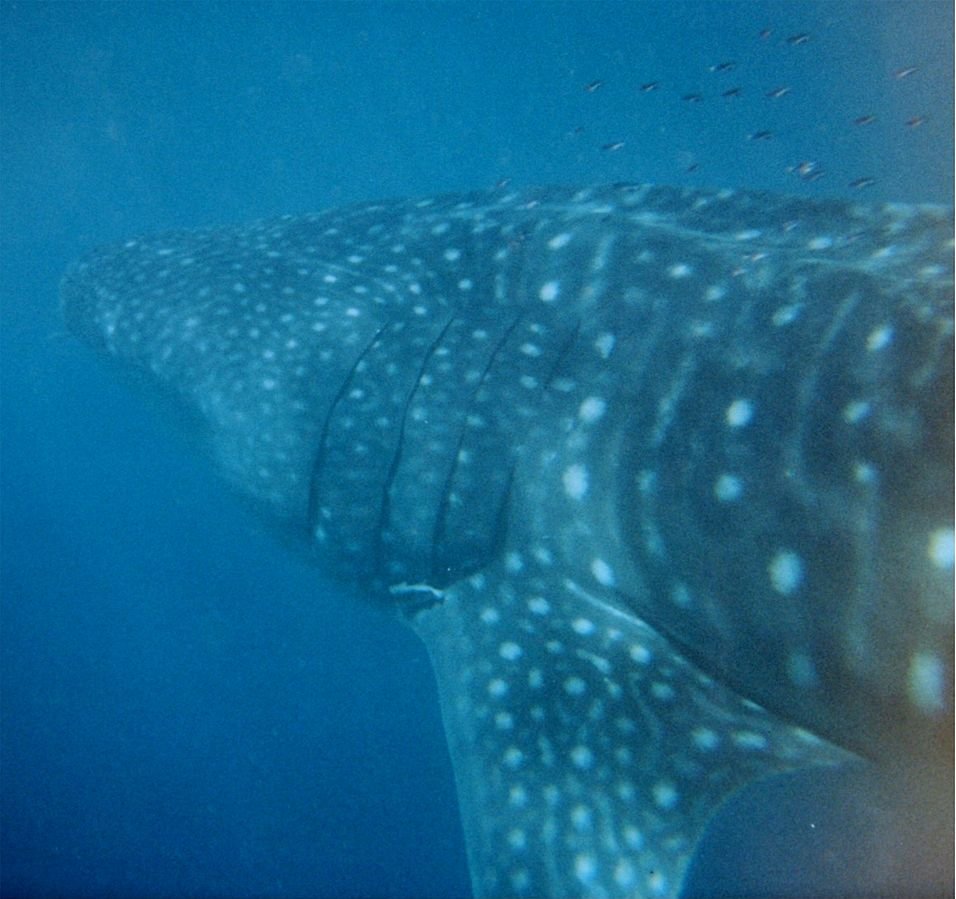  Whale shark