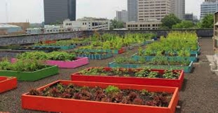 roof top garden atlanta