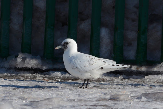 Ivory Gull