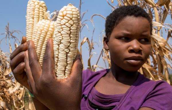 maize