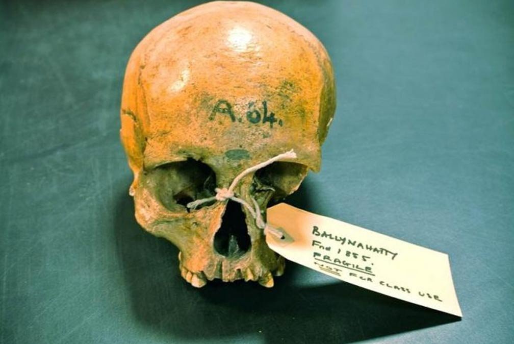 Bakktbagatty skull