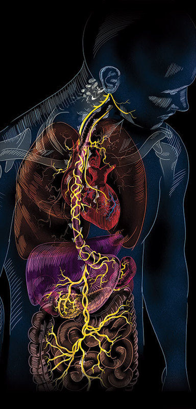 Click to enlarge vagus nerve