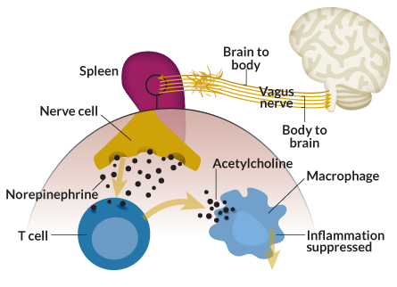 Click to enlarge vagus nerve