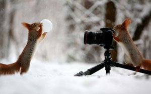 Trunov squirrels