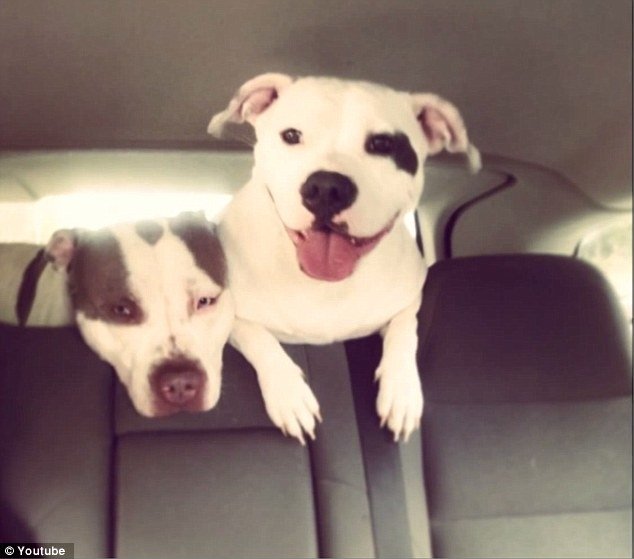 Pit bulls