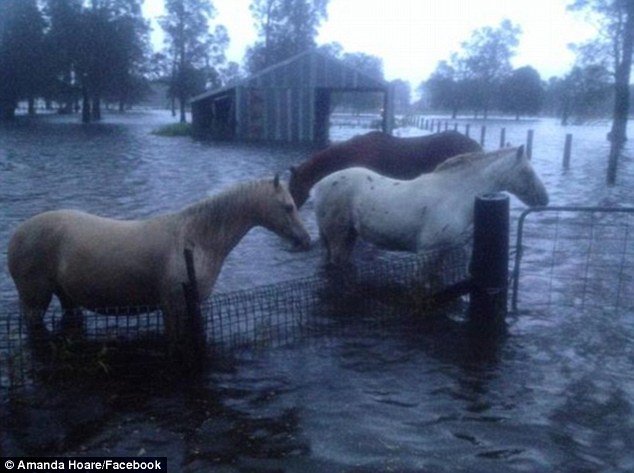 Ponies are being stranded amid the flash flooding