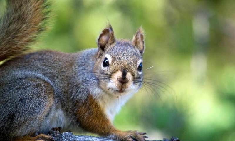 Click to enlarge red squirrels microbiome