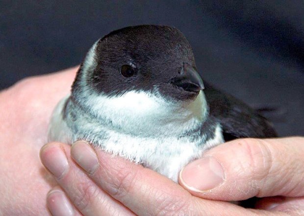 Click to enlarge Little auk