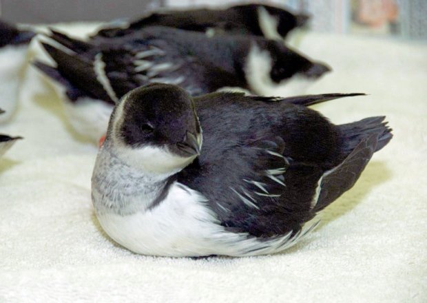 Little auks