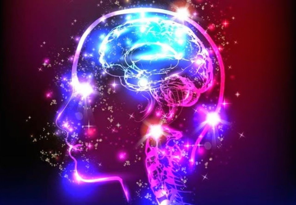 brain