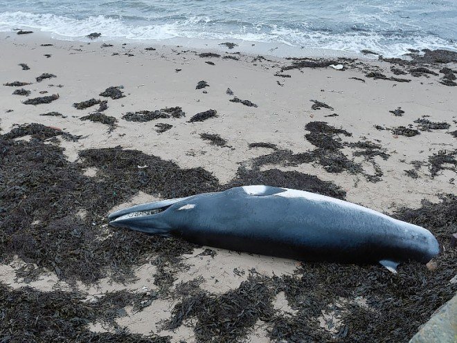 Click to enlarge Minke whale lies on beach