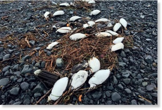 Click to enlarge Dead murres line a beach in Prince William Sound
