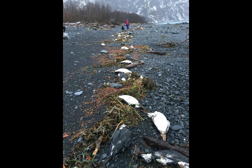 Click to enlarge Dead murres