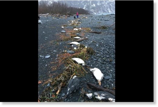 Dead murres
