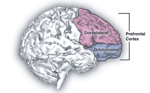 Click to enlarge Prefrontal cortex