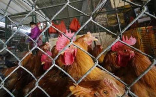 Bird flu hits largest poultry farm in Japan, record 1.6 million chickens to be culled
