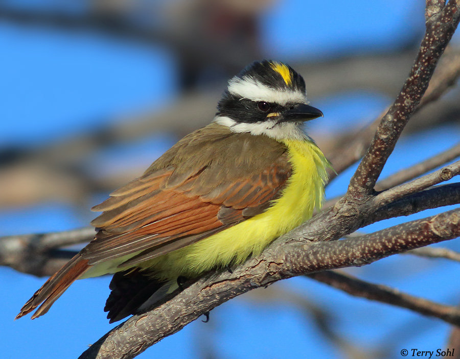 Great Kiskadee 