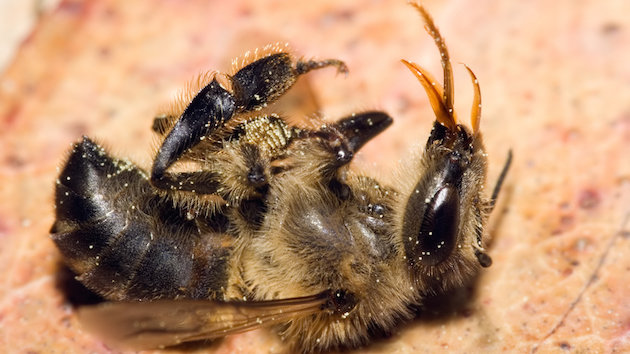 Click to enlarge Bees