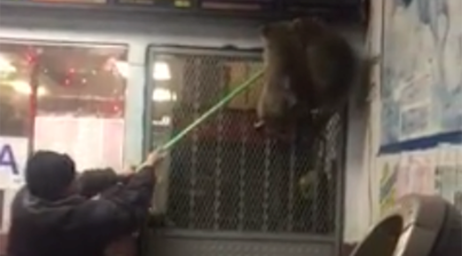 raccoons chinese resturant