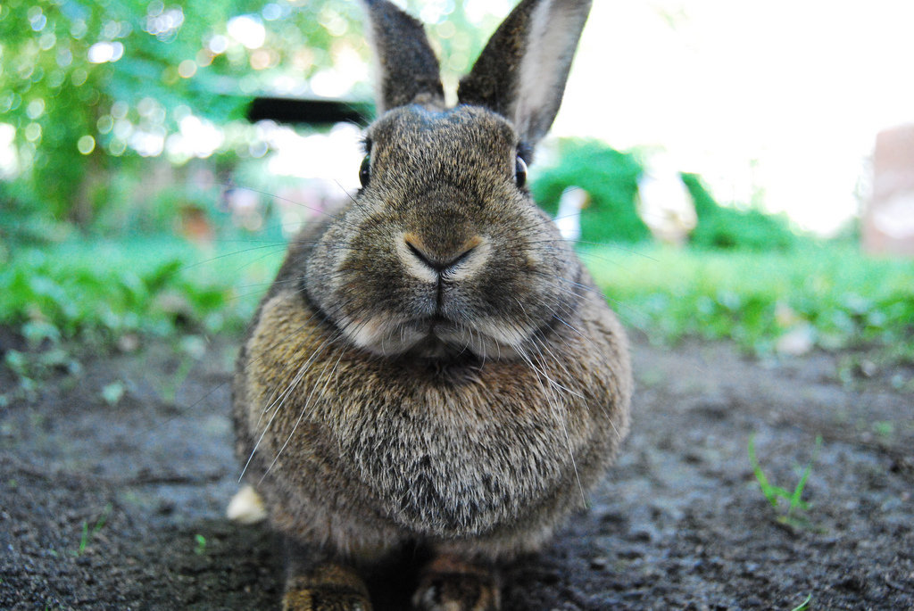 rabbit, kaninchen