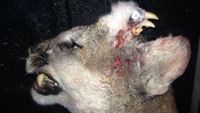Deformed mountain lion 