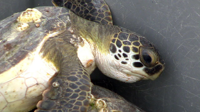 Turtle