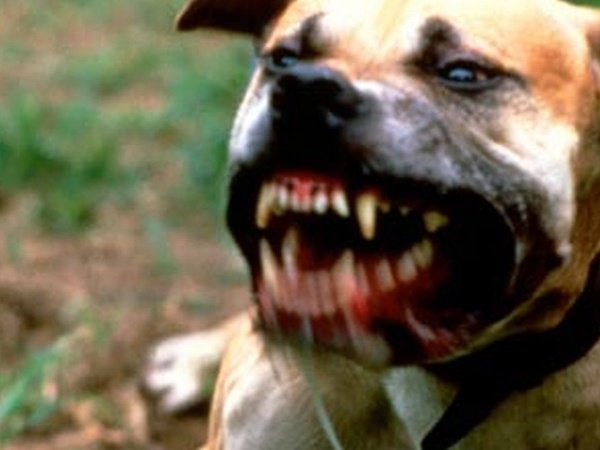 Pit bull terrier