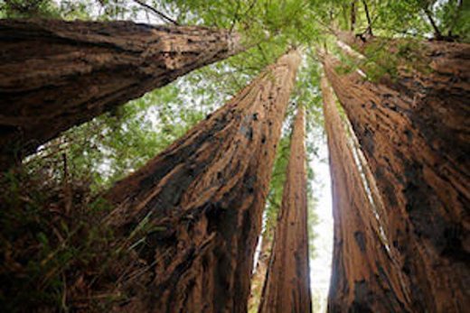 tall trees