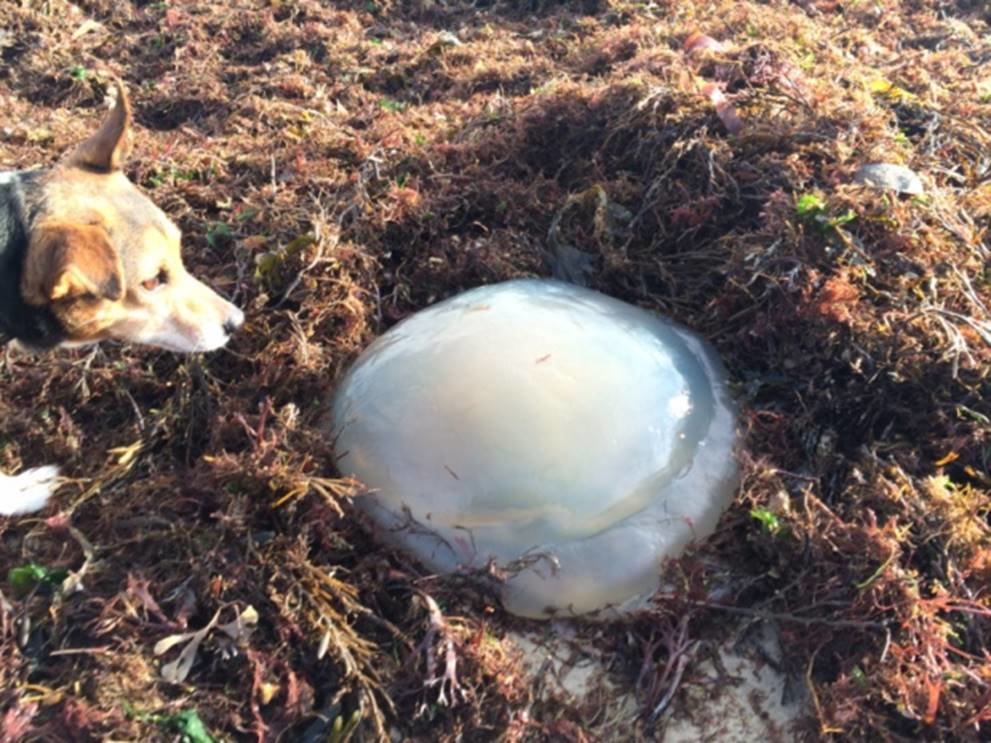 Jellyfish