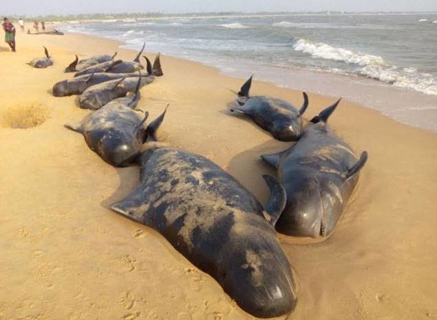 Dead whales