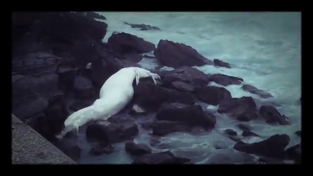 Dead whale