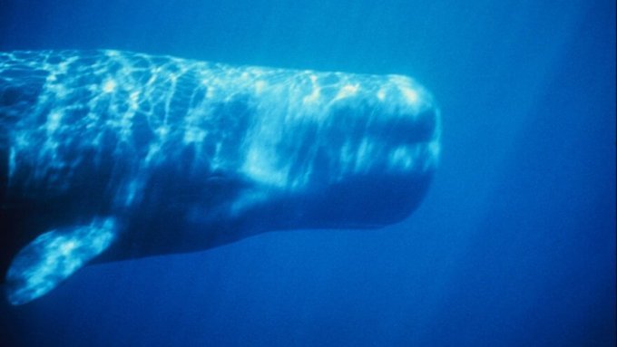 Sperm whale