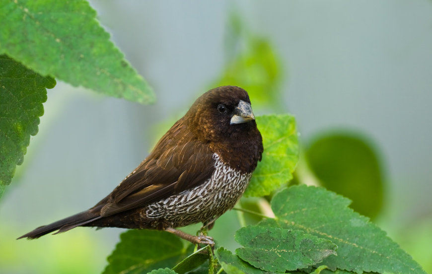 Bengalese finch
