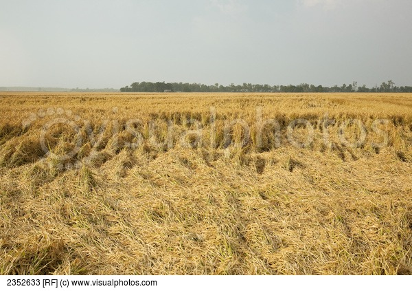 Damaged crops